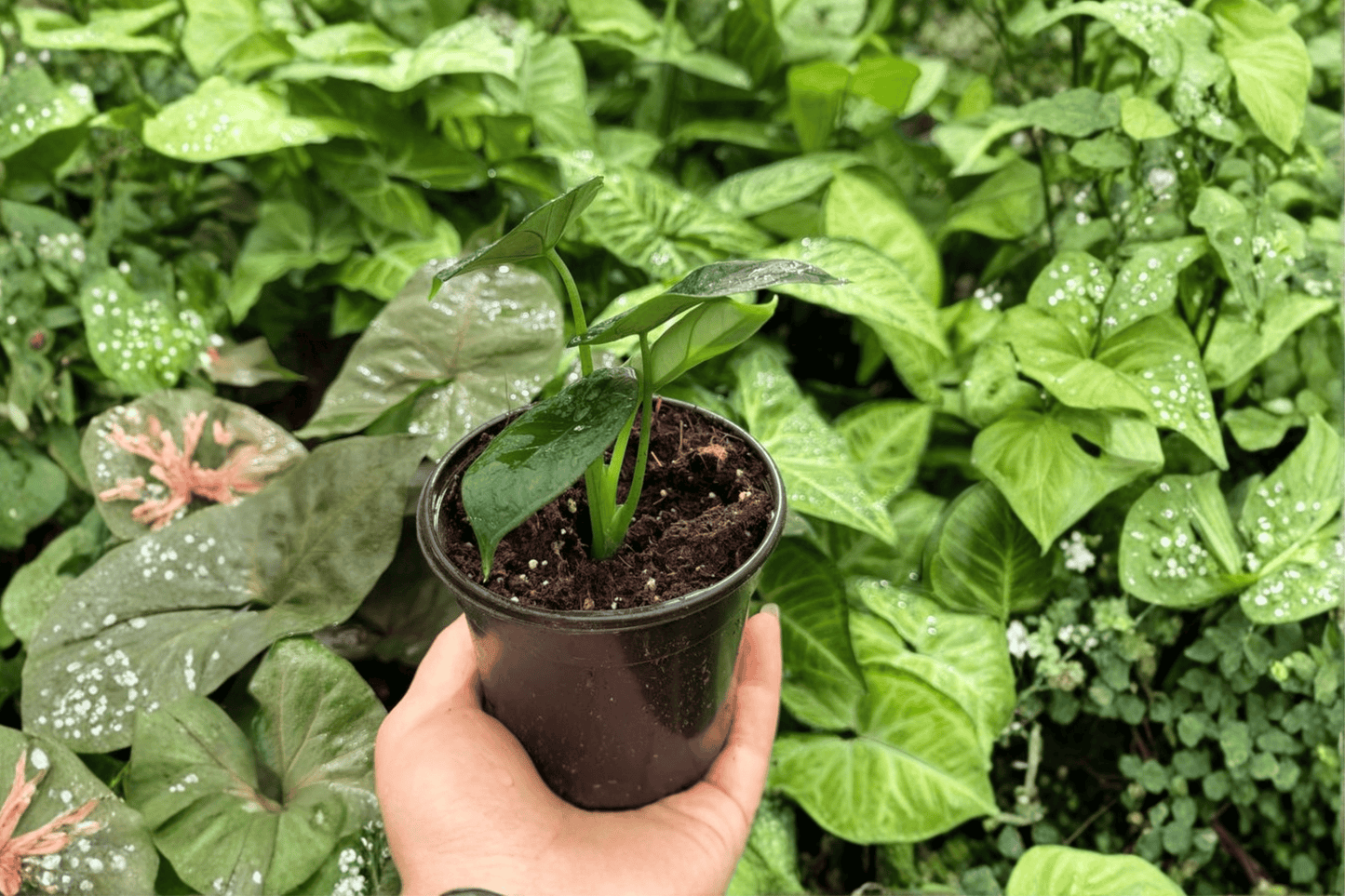 2 Exact Alocasia 'Dragon Wings' (Dragon Scale × Scalprum) Live Plants in 4-Inch Pots