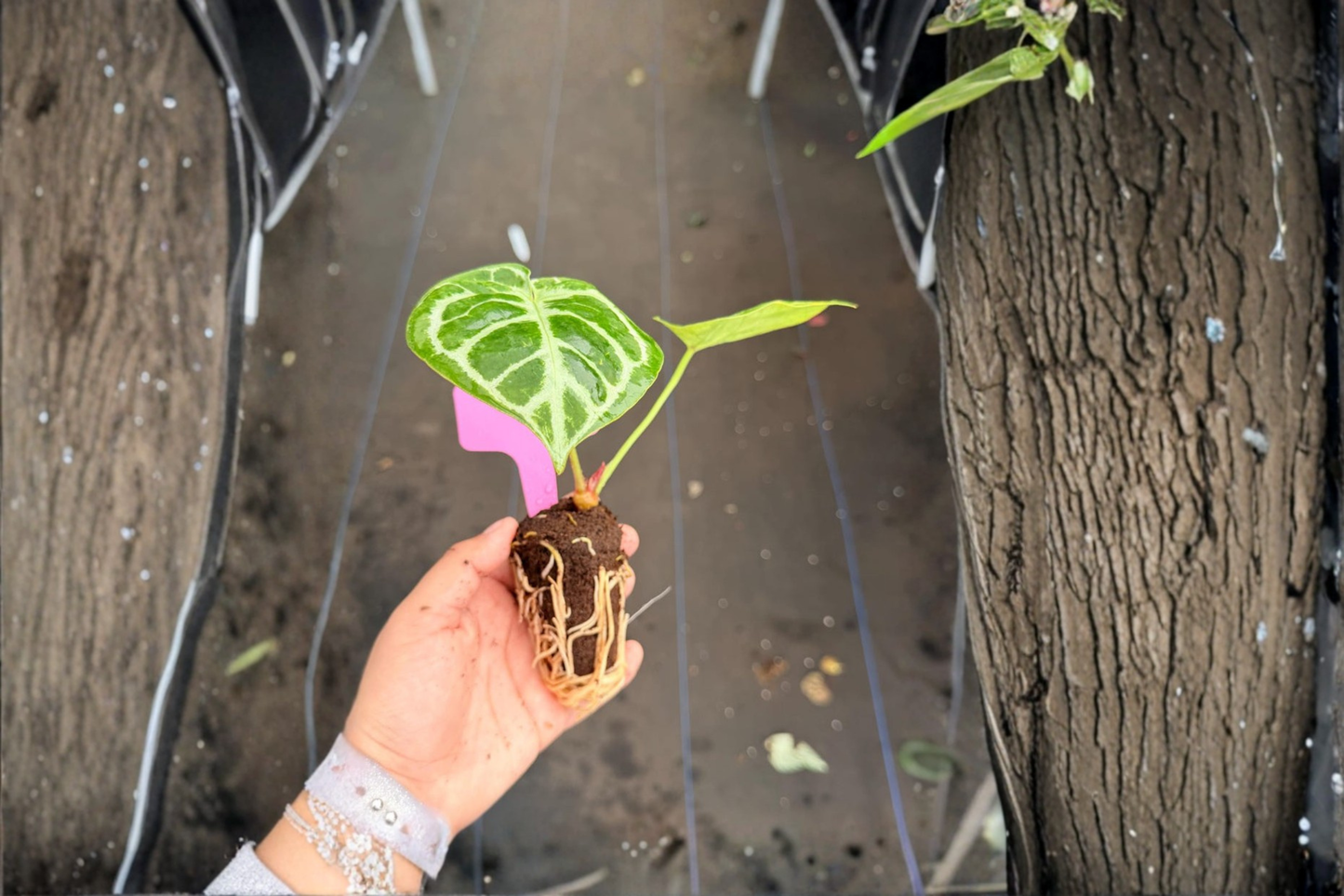 2 Exact Anthurium 'Silver Blush × Papi' Live Starter Plants – Plug Grown Hybrid Aroids