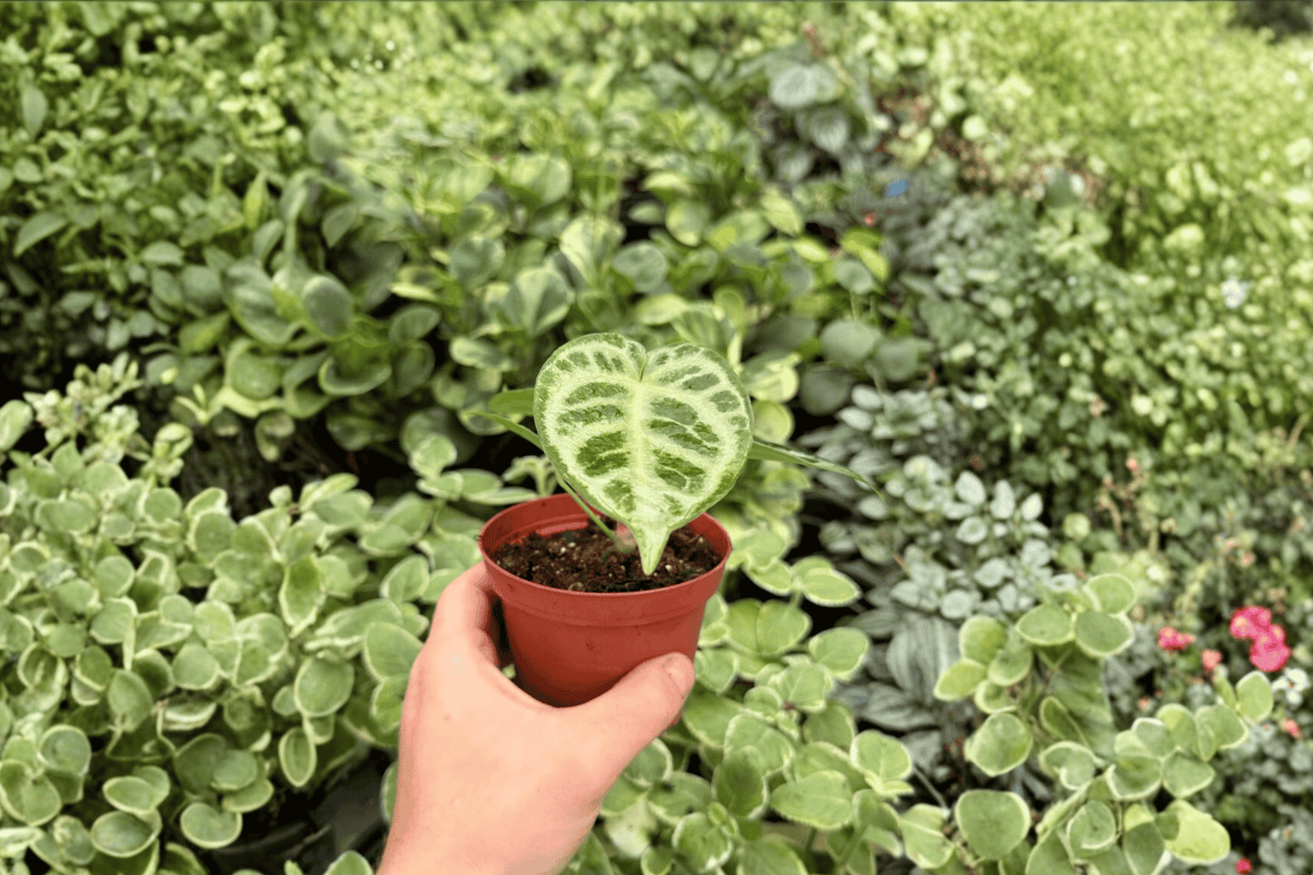 Anthurium Silver Blush × Silver Chrome – 2 Exact Live Hybrid Plants, 4-Inch Size – Anthurium Hybrid