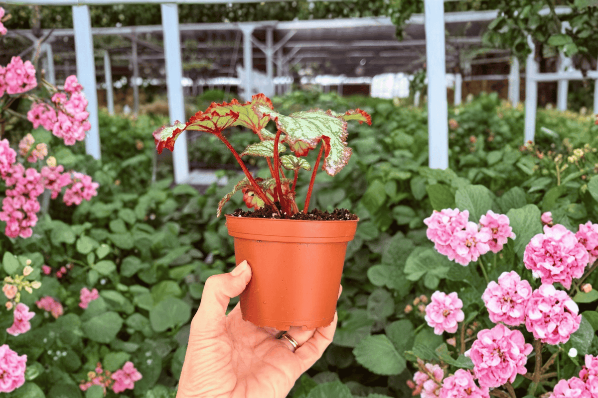 Harmony’s Reign of Fire Begonia 2 Exact Live Plants – Begonia ‘Harmony’s Reign of Fire’ 4” Size Bare Root
