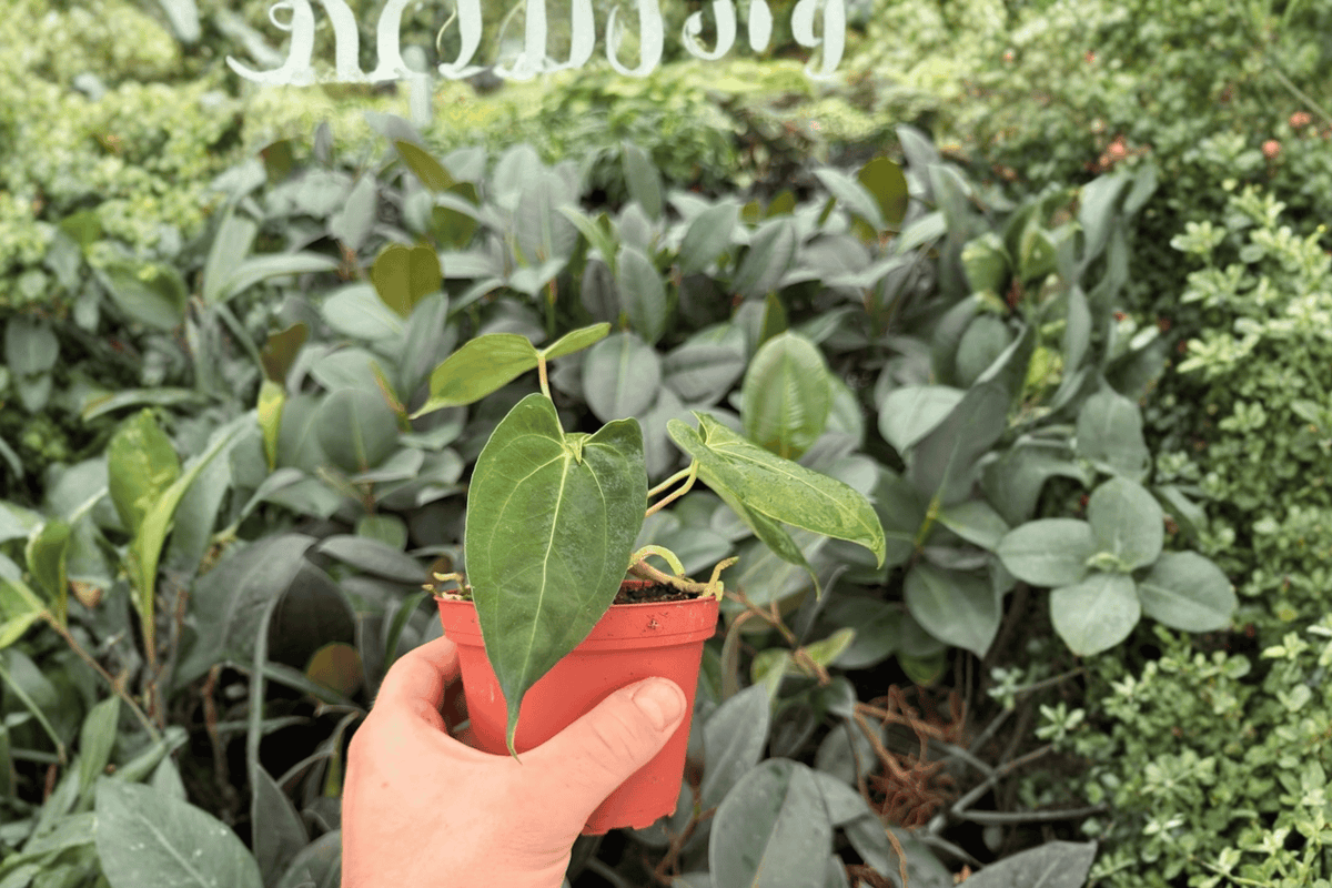 Anthurium Legend × Dark Phoenix 2 Exact Live Plants – Anthurium Hybrid 4” Size Bare Root