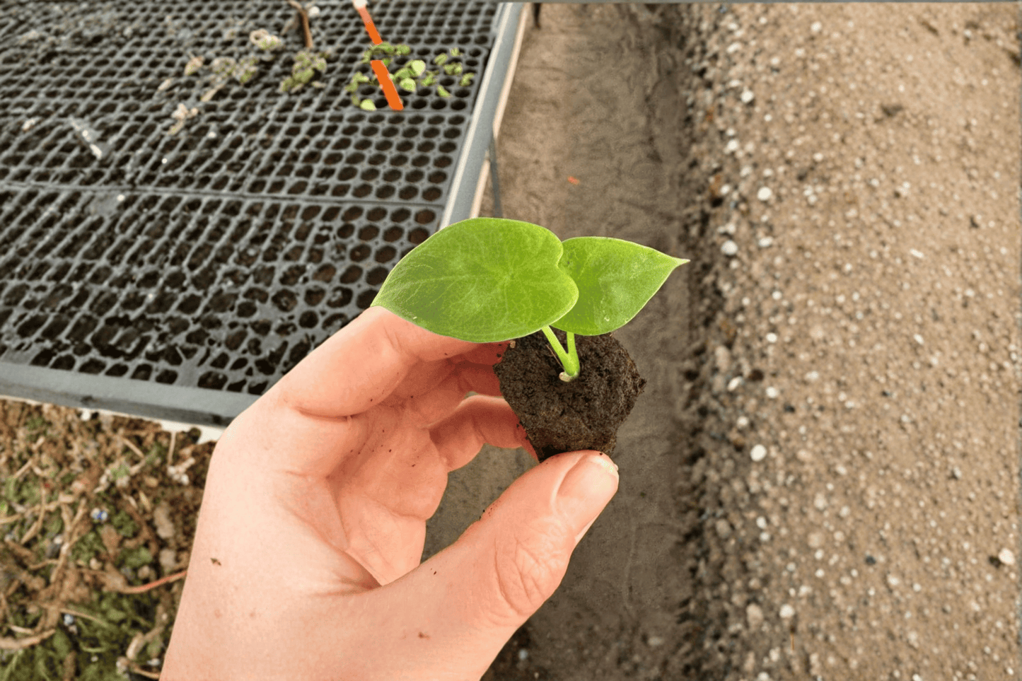 2 Alocasia 'Lukiwan' Starter Plants – Live Rare Hybrid Tropical Aroids