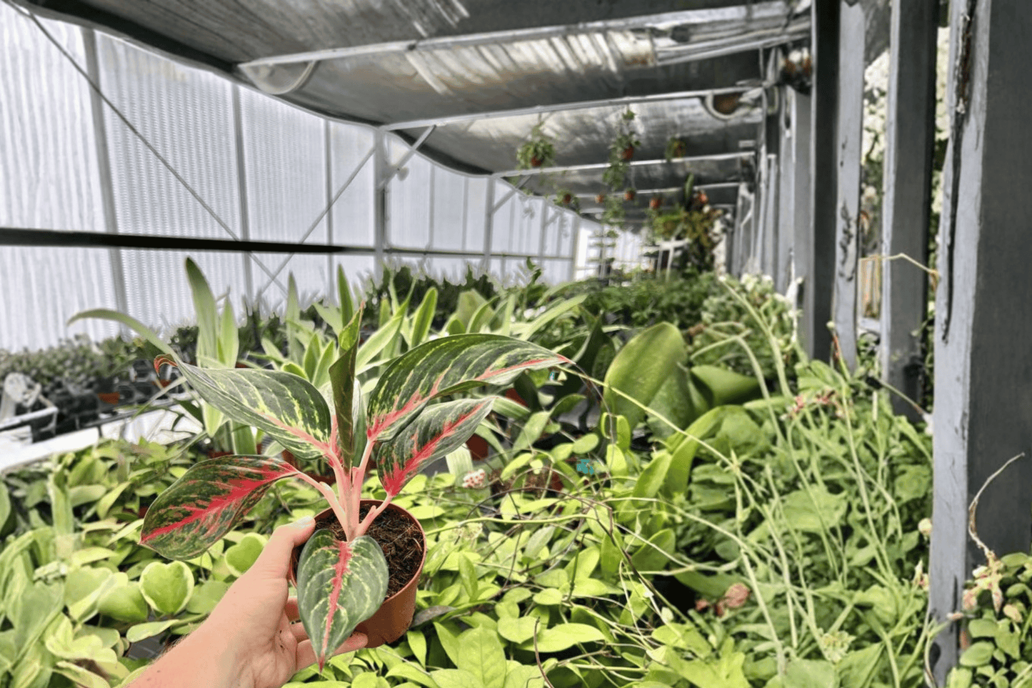 2 Aglaonema 'Red Borju' Live Plants in 4-Inch Pots – Chinese Evergreen