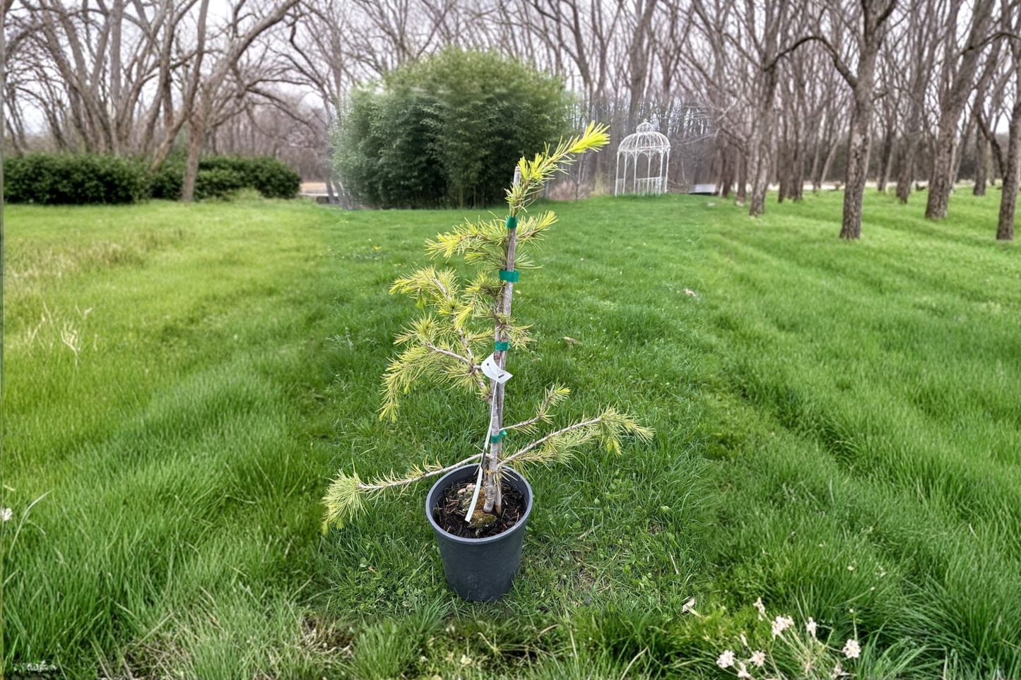 Klondike Deodar Cedar 12 Inch Live Plant 1 Gallon Pot – Cedrus deodara Golden Evergreen Conifer Garden Landscape Tree