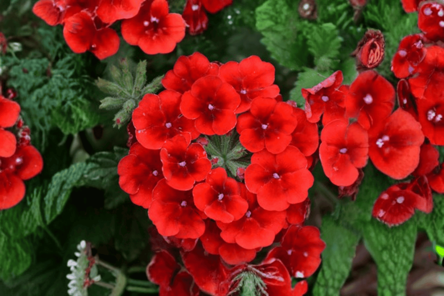 Empress Sun Red Verbena Live Plant – 4-Inch Pot – Verbena 'Empress Sun Red'