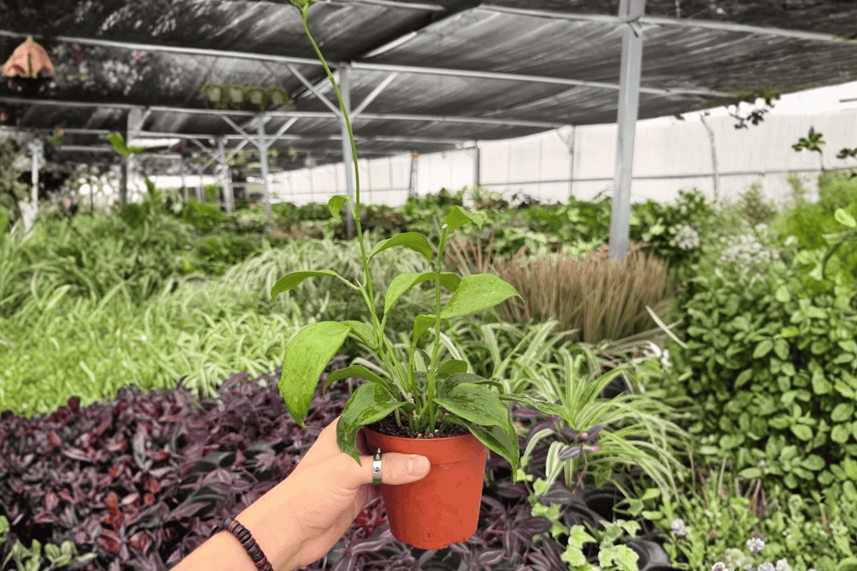 Hoya quinquenervia 2 Exact Live Plants – 4-Inch Pots – Hoya quinquenervia