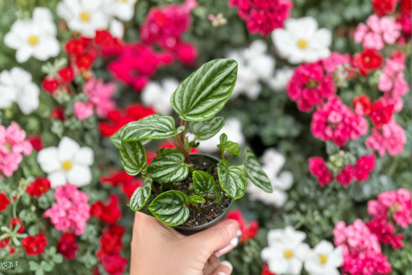 Peperomia Ecuador Live Plant 4 Inch Rare Houseplant Rooted Indoor Plant Easy Care Tropical Starter Plant Gift Decor