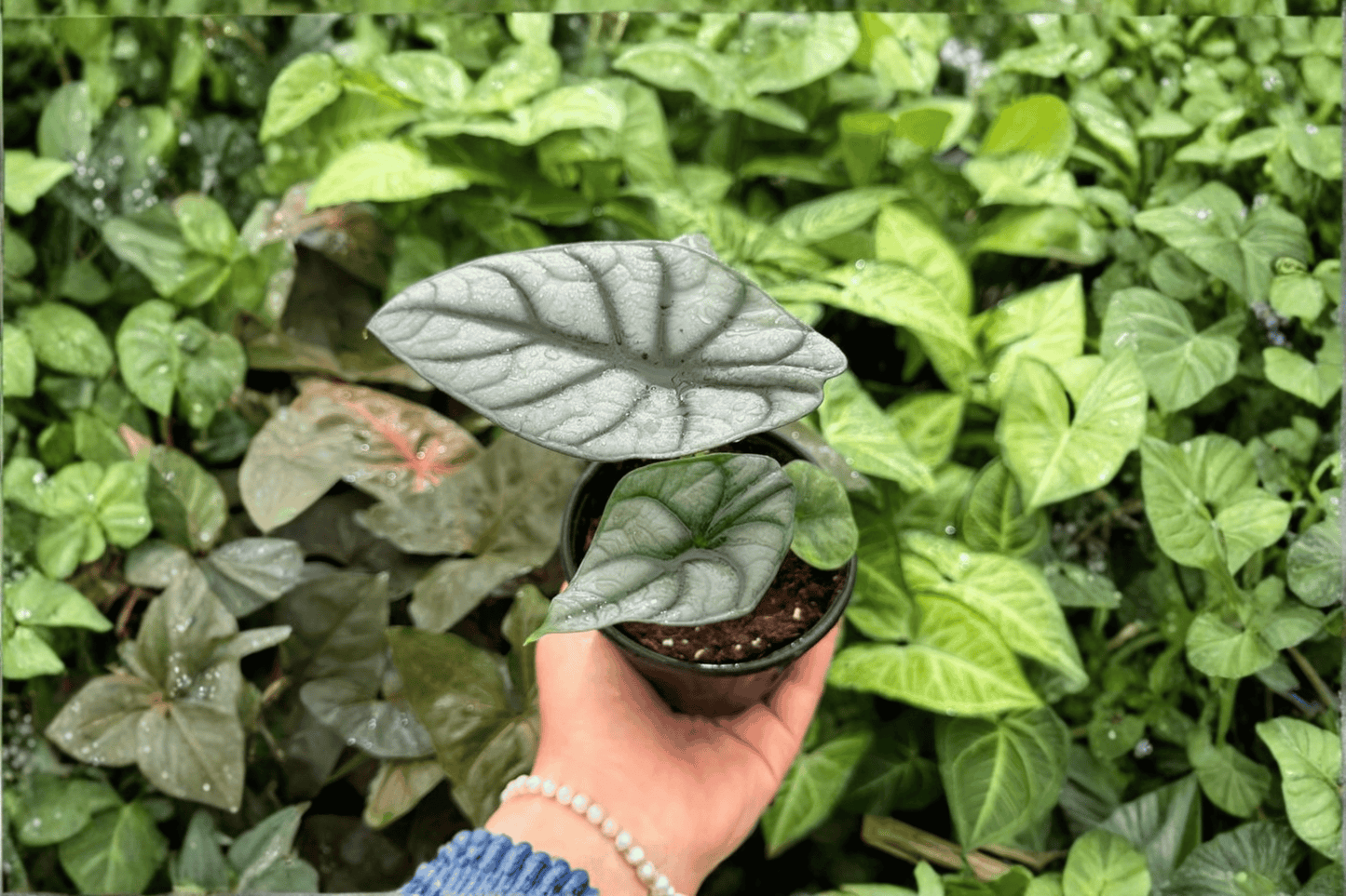 2 Exact Alocasia 'White Dragon' (Silver Dragon × Nebula) Live Plants in 4-Inch Pots
