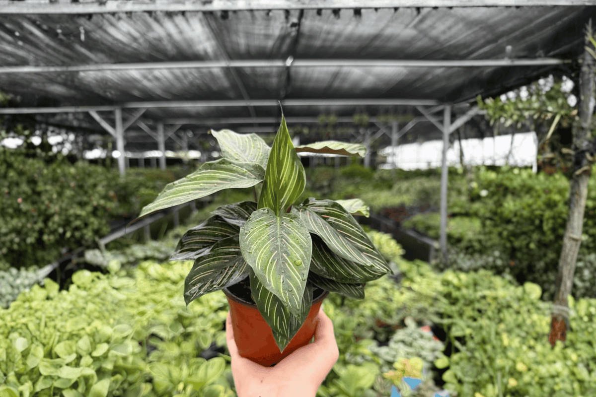 2 Calathea Beauty Star Exact Live Plants – Goeppertia ornata ‘Beauty Star’ in 4” Pots