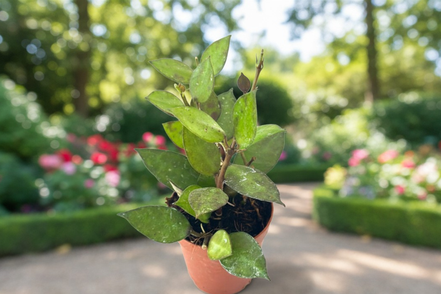 Hoya Krohniana Black Live Plant 2 Inch Pot Rare Black Hoya Starter Plant Rooted Indoor Houseplant Collector Gift