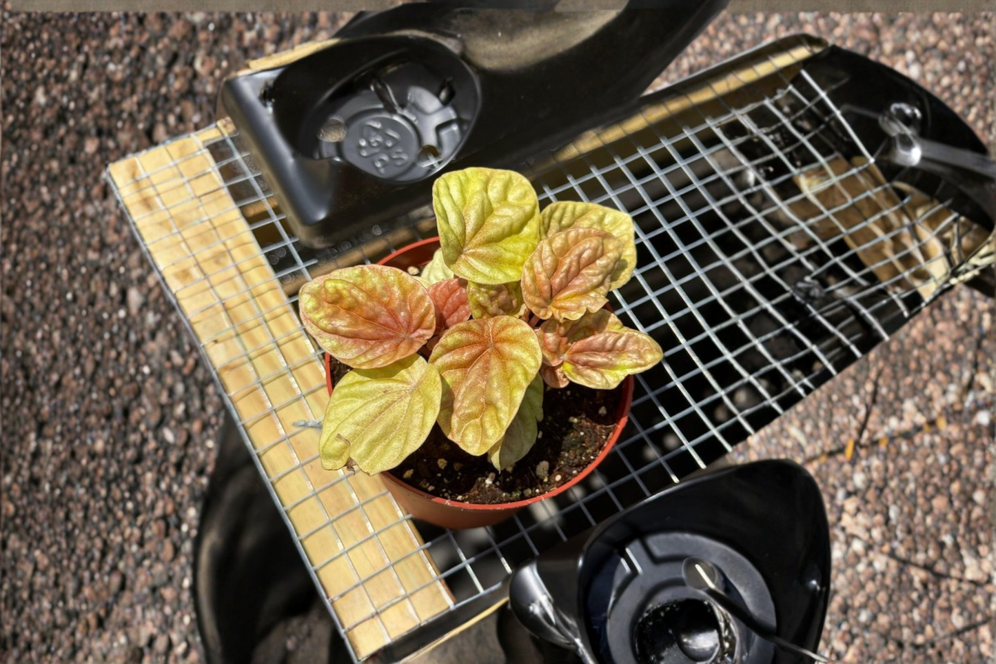 Peperomia Quito Live Plant Variegated Tropical Houseplant Indoor Starter Plant Gift
