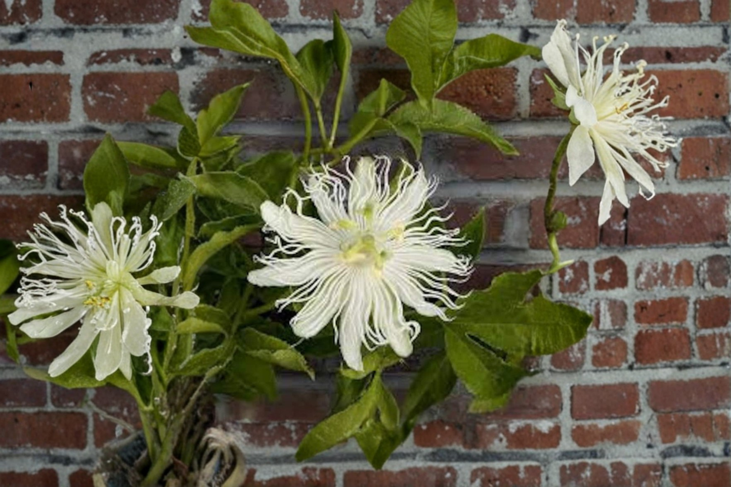 Snowpop Passion Flower Live Plant Passiflora Incarnata White Flowering Vine Maypop Climbing Plant Garden Trellis Landscape Vine