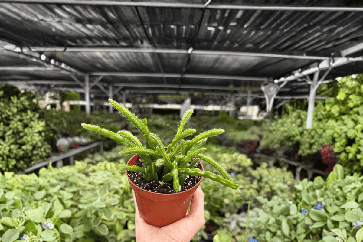 Rhipsalis sulcata 2 Exact Live Plants – Specific 4” Size Bare Root