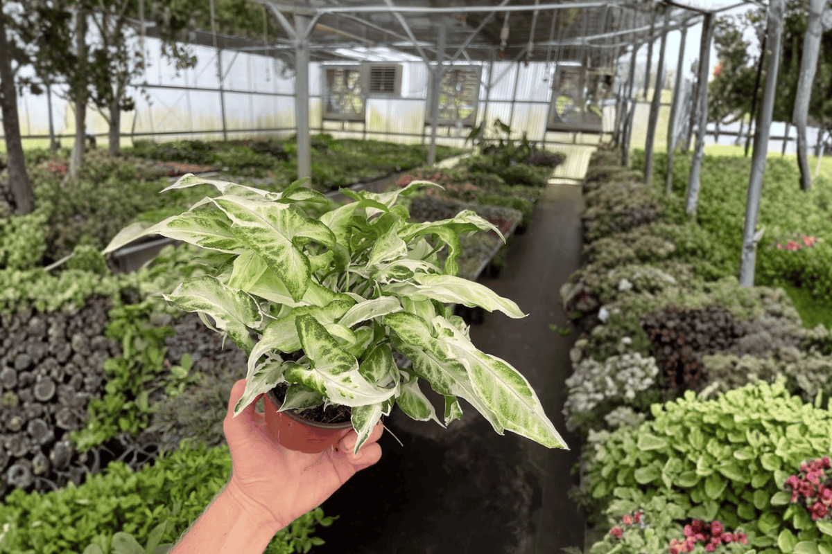 Syngonium ‘Starlite’ 2 Live Plants – 4-Inch Pots – Syngonium podophyllum ‘Starlite’