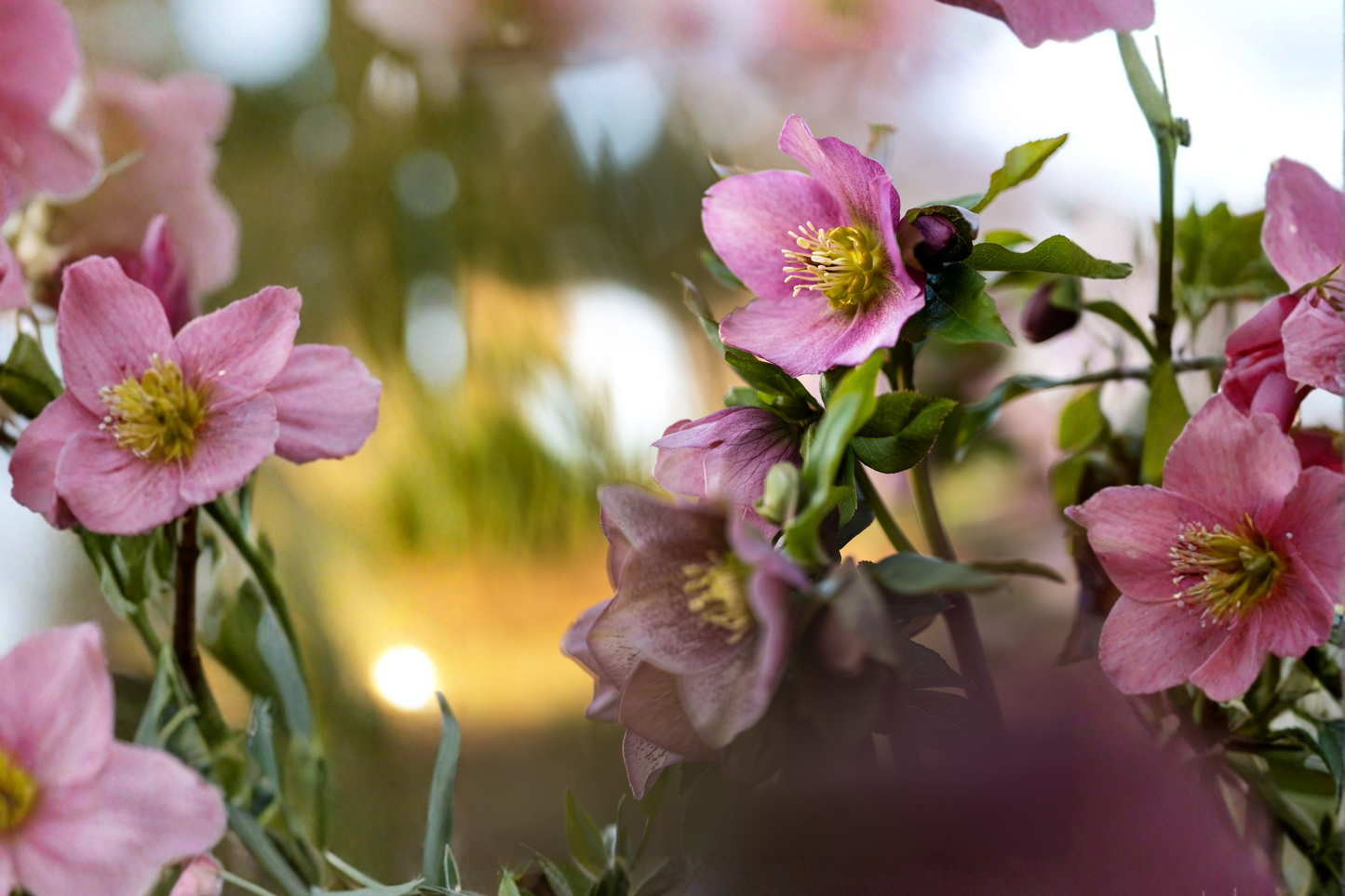 15 Lenten Rose Live Starter Plants 2–3 Inch Tall – Helleborus spp.