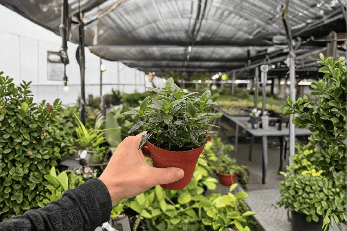 2 Exact Nematanthus Goldfish 'Tropicana' Live Plants in 4-Inch Pots – Nematanthus 'Tropicana'