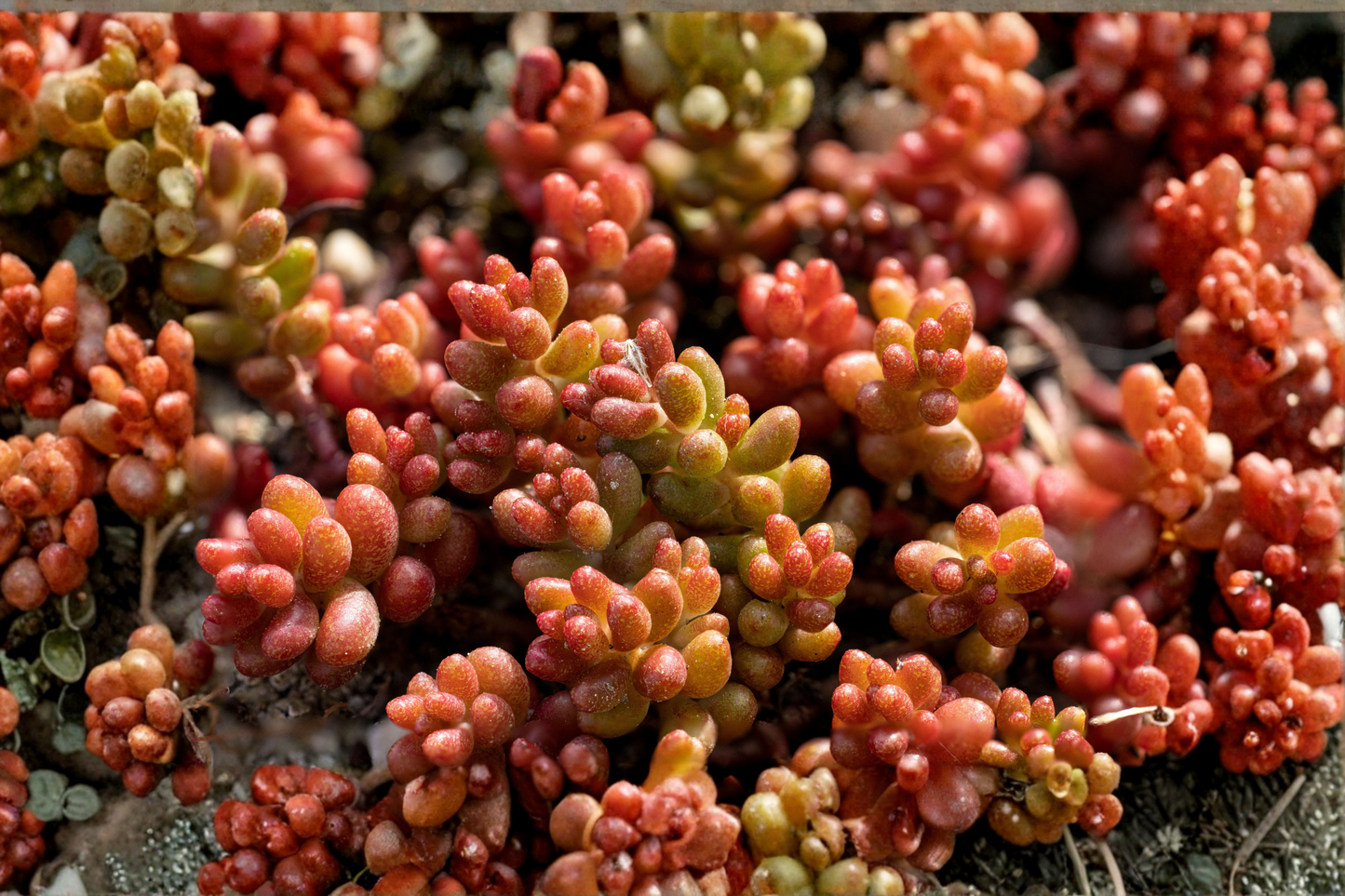Variegated Jelly Bean Succulent 1 Unrooted Cutting 1–2" – Sedum rubrotinctum 'Variegatum'
