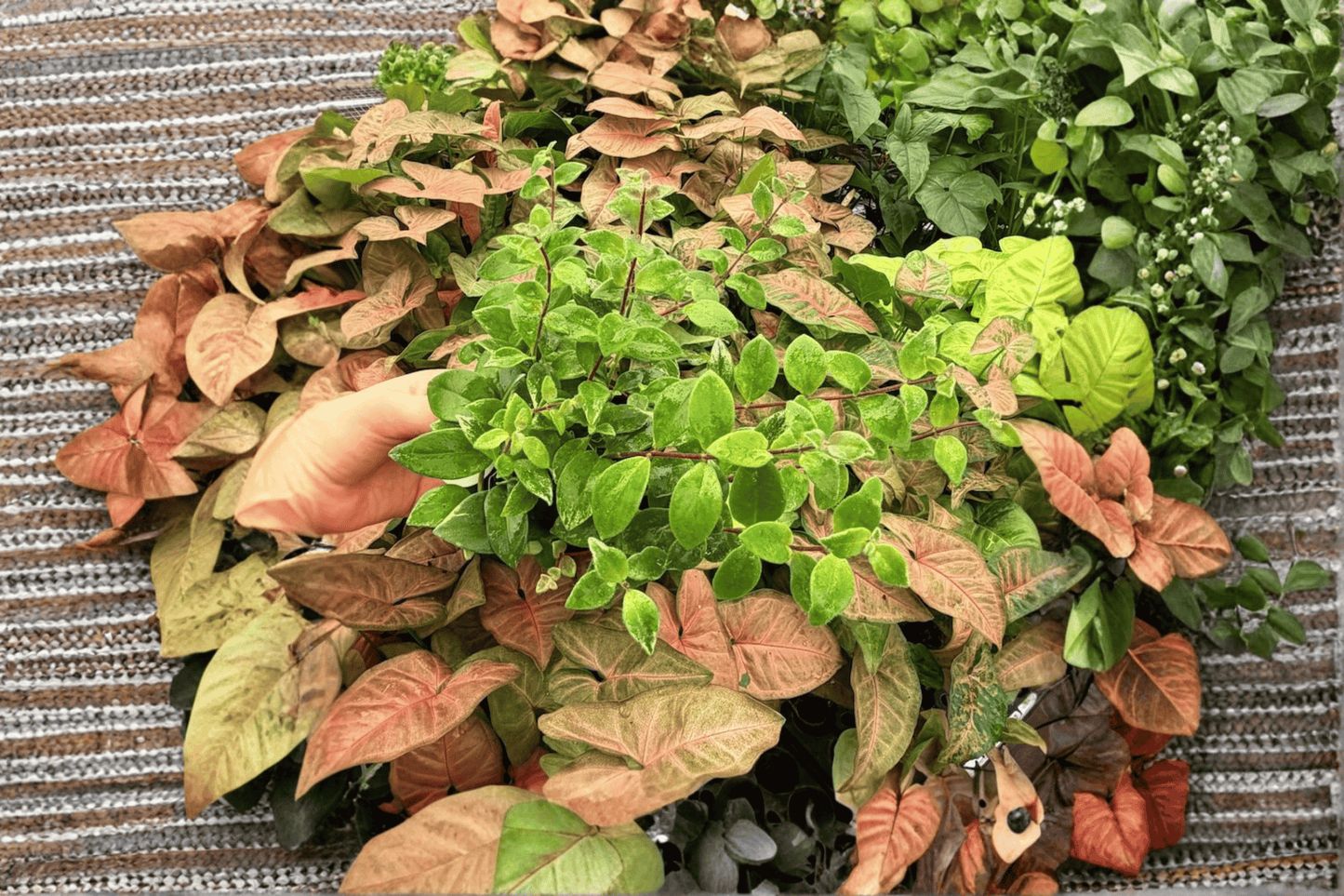 Variegated Lipstick Lobbianus 2 Exact Live Plants – 4-Inch Pot Format – Aeschynanthus lobbianus