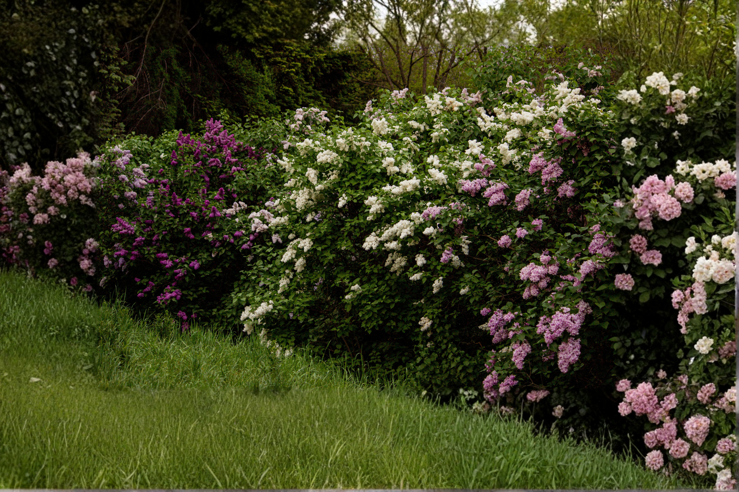 Miss Kim Korean Lilac Live Plant – 12+ Inches Tall – Syringa pubescens subsp. patula