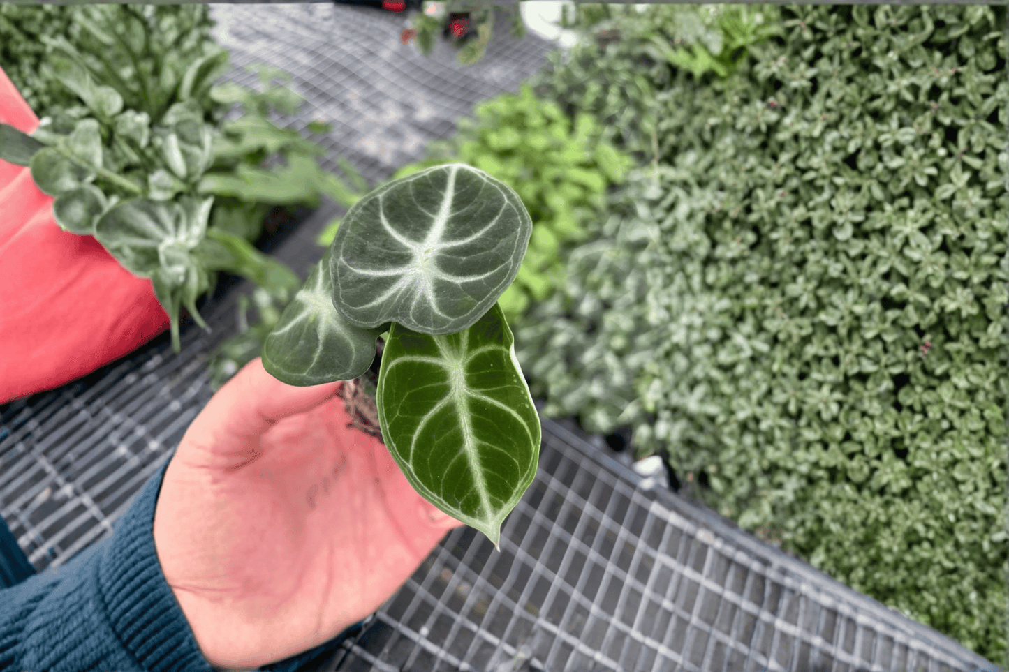 2 Alocasia 'Ninja' Starter Plants Bare Root – Alocasia 'Ninja'