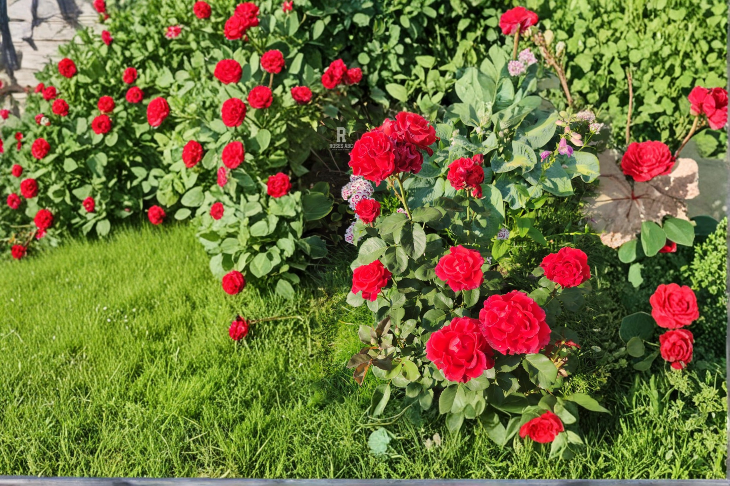 Toro Hybrid Tea Rose Plant 5 Gal Live Bush, Red Bloom Rose for Garden Landscape Outdoor Flowering Shrub