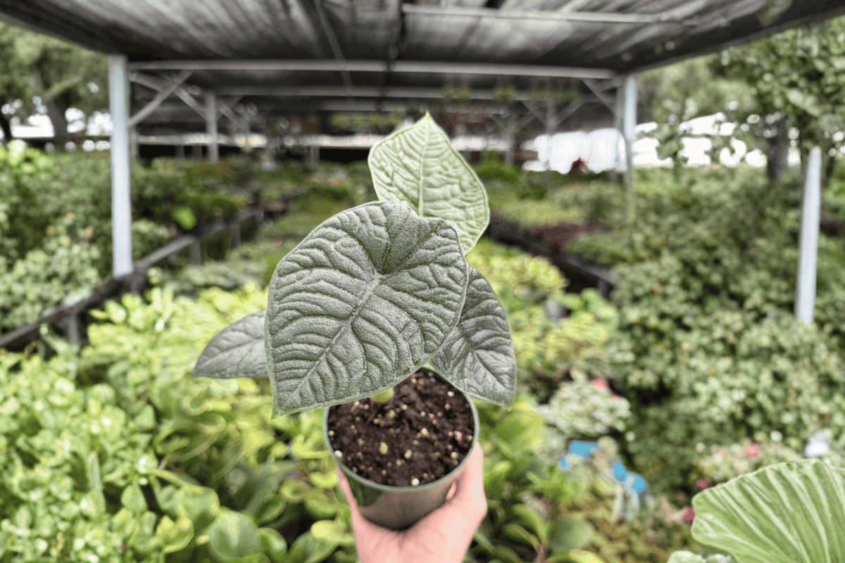 Alocasia Melo 2 Exact Live Plants – 4-Inch Pots – Alocasia melo