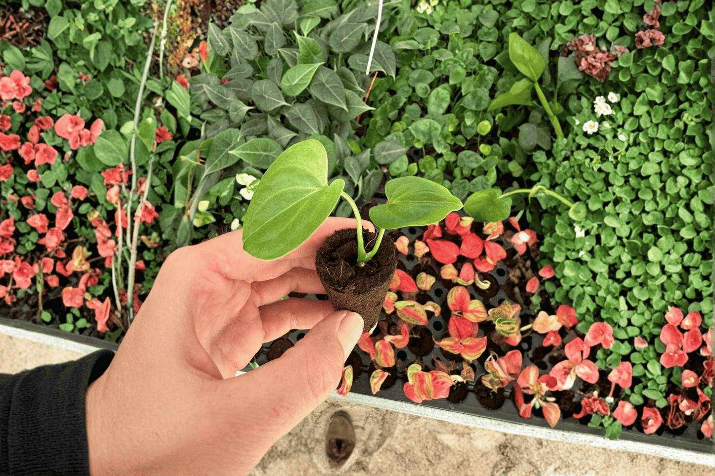 2 Anthurium Silver Tiger × Clarinervium Starter Plants – Live Hybrid Aroids