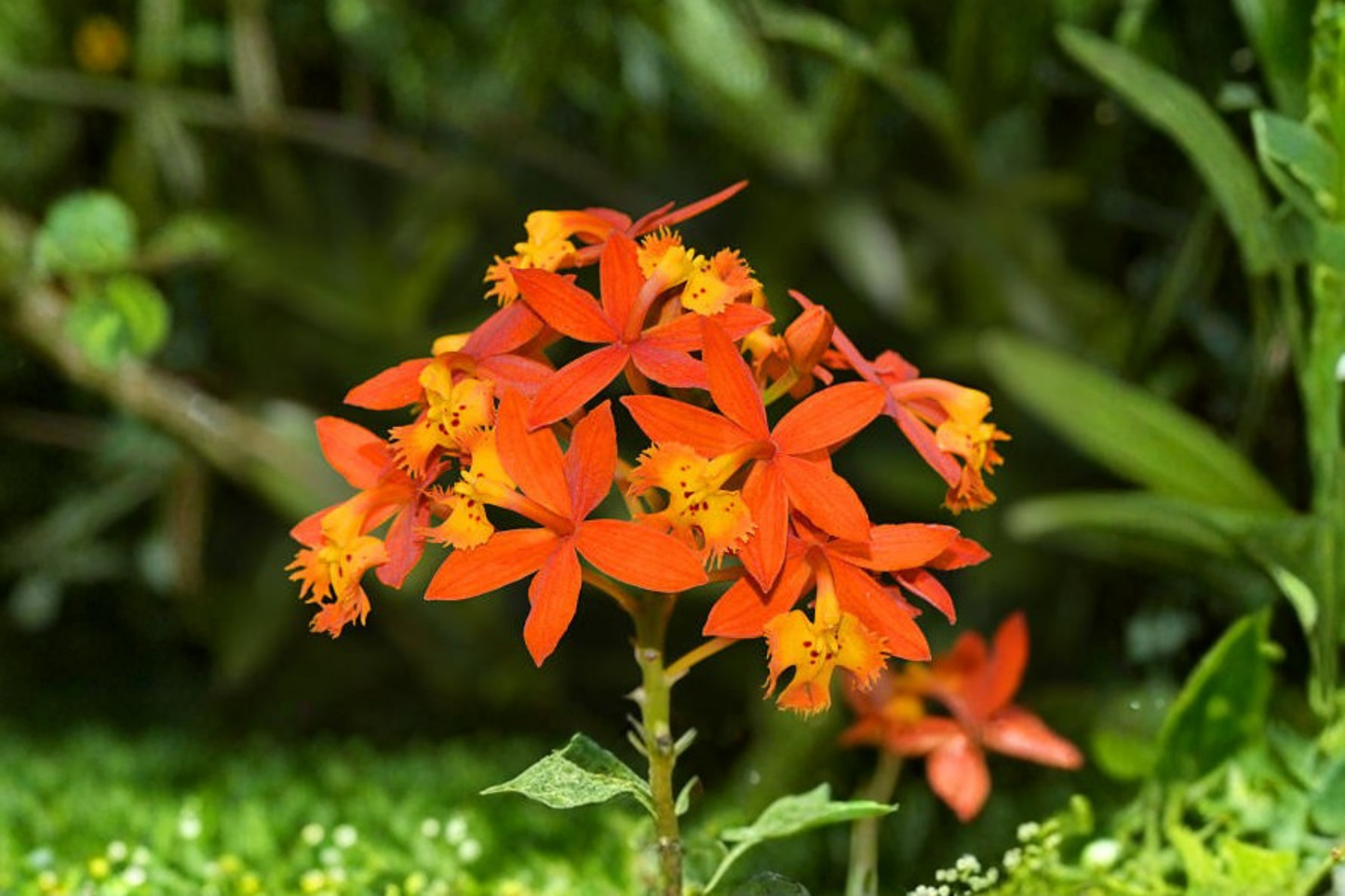2 Orange Reed-Stem Orchid Cuttings 6–8 Inches – Epidendrum radicans Live Cuttings