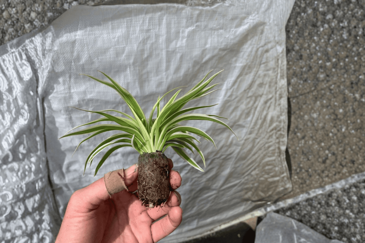 Spider Plant 2 Starter Plants – Chlorophytum zebrina Bare Root