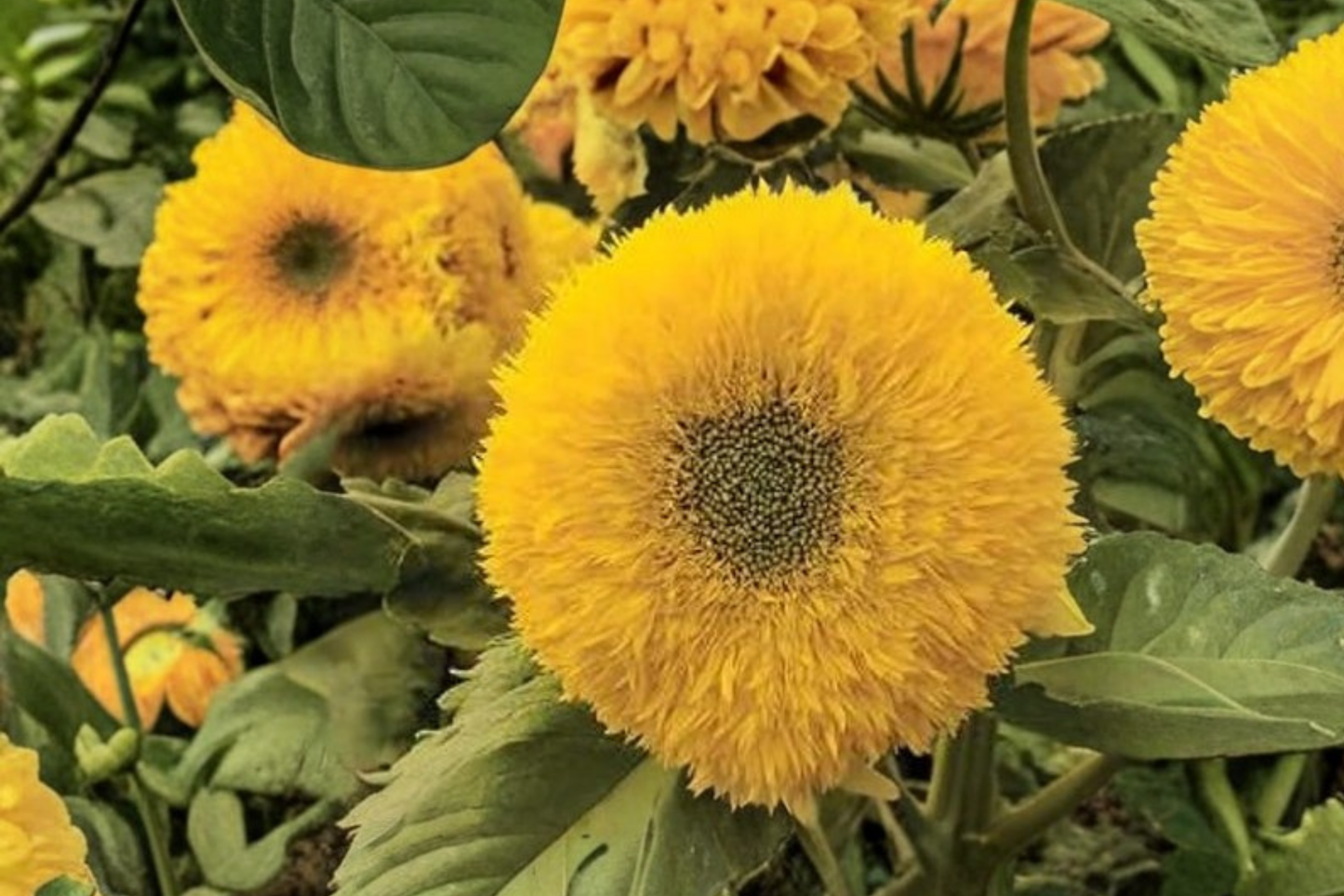 Teddy Bear Sunflower Seeds Double Bloom Flower Plant 20 Seeds for Outdoor Garden Growing