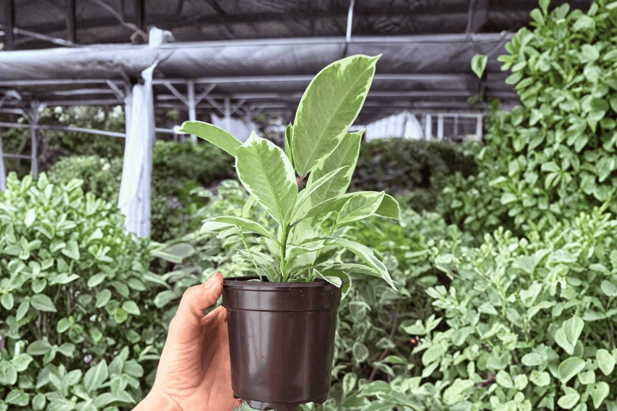 Ficus Tineke 2 Exact Live Plants – Ficus elastica ‘Tineke’ Specific 4” Size Bare Root