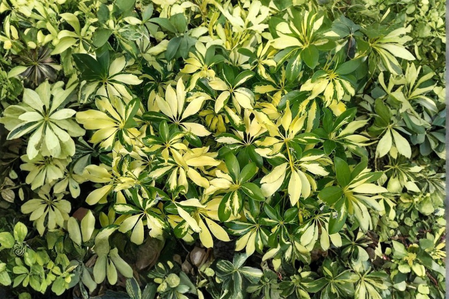 Schefflera 'Trinette' Live Plant 4-Inch Pot – Dwarf Variegated Umbrella Plant (Schefflera arboricola)