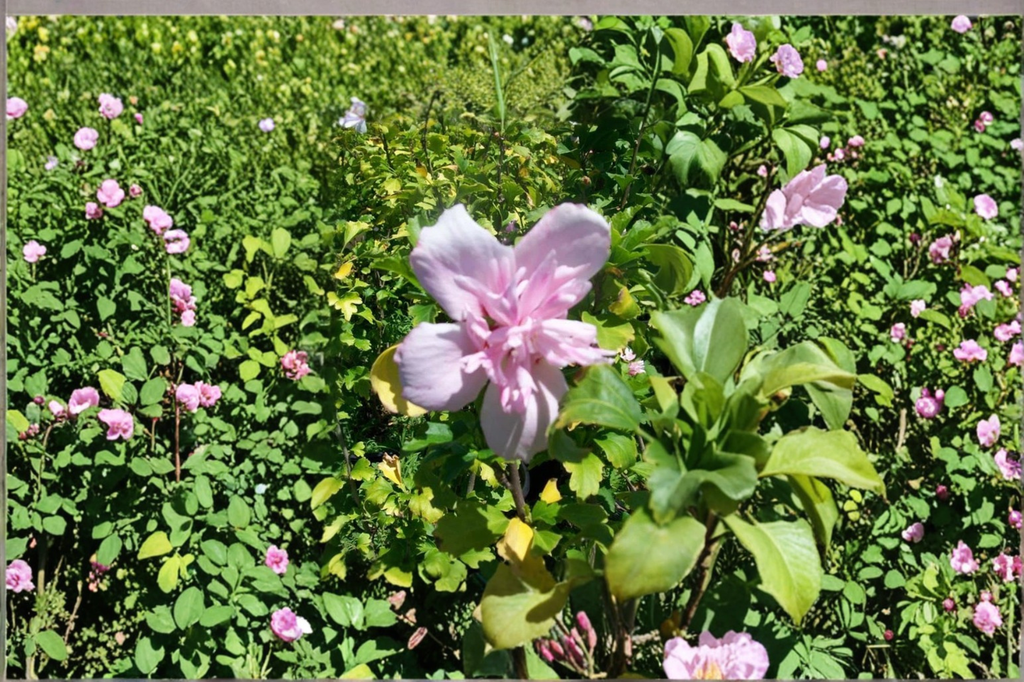 Pink Rose of Sharon Plant Double Flower Althea 1 Gal Hibiscus Shrub Live Outdoor Garden Flowering Plant