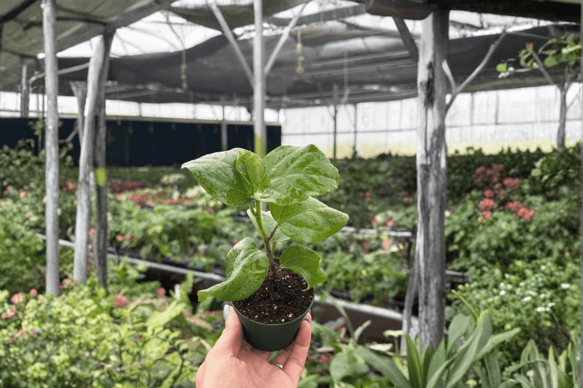 Red Planet Hibiscus 2 Live Starter Plants – 2-Inch Pot Size – Hibiscus ‘Red Planet’