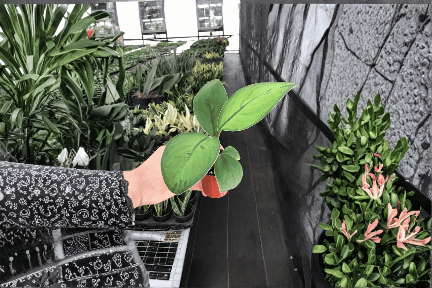 2 Homalomena 'Selby' Live Plants in 2-Inch Pots – Rare Tropical Houseplants