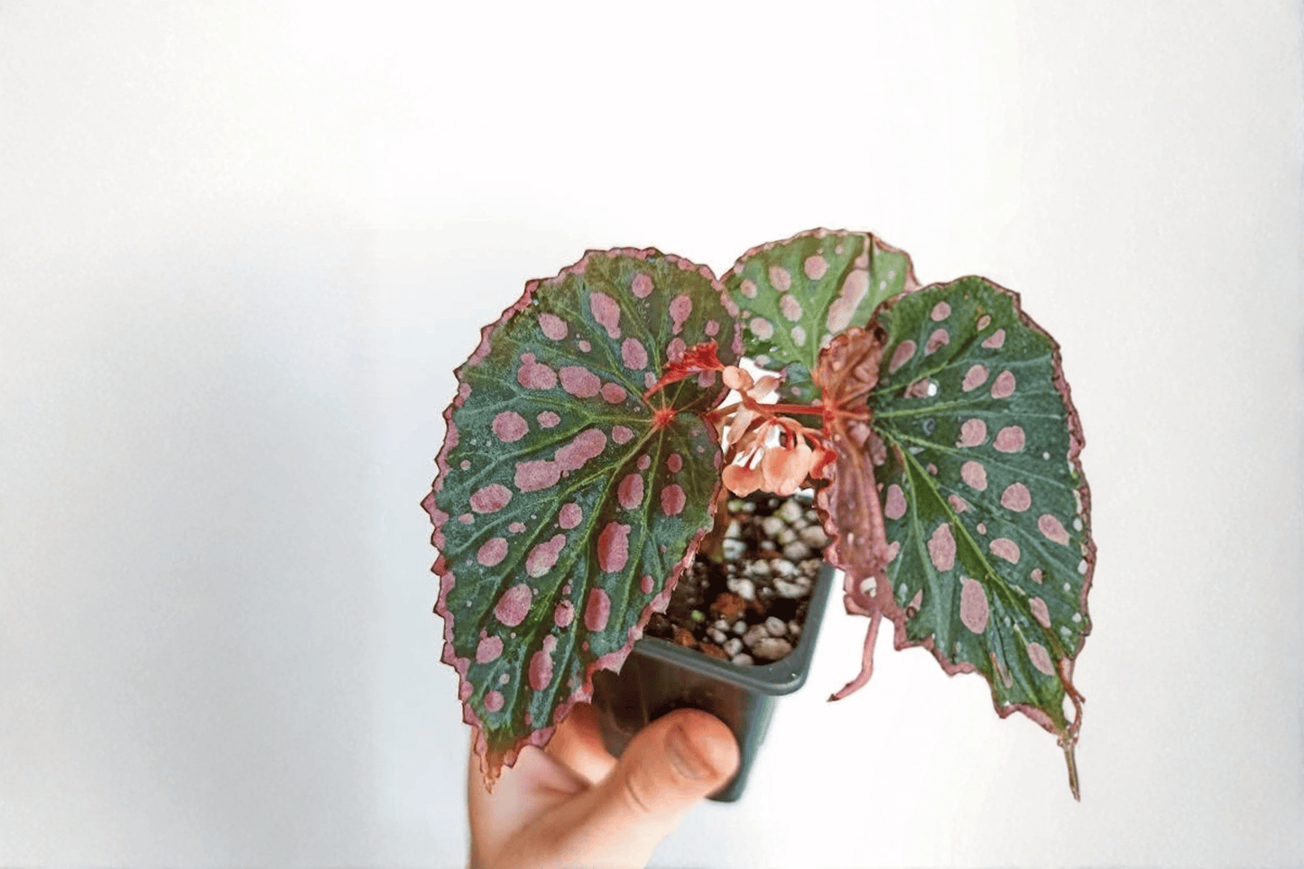 2 Begonia negrosensis × chlorosticta Tissue Culture Plants – Begonia Hybrid Bare Root