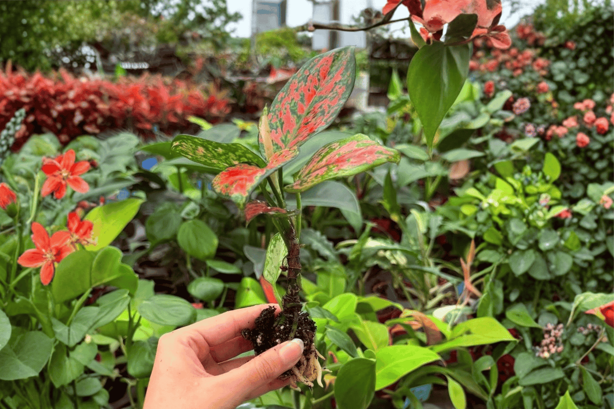 2 Exact Plant Aglaonema Diamond Red Starter Plants – Specific Plants