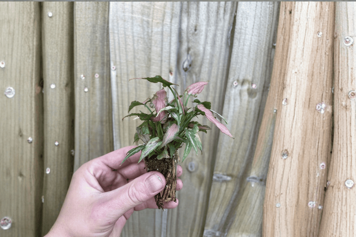 2 Syngonium Neon Pink Starter Plants – Syngonium podophyllum ‘Neon’