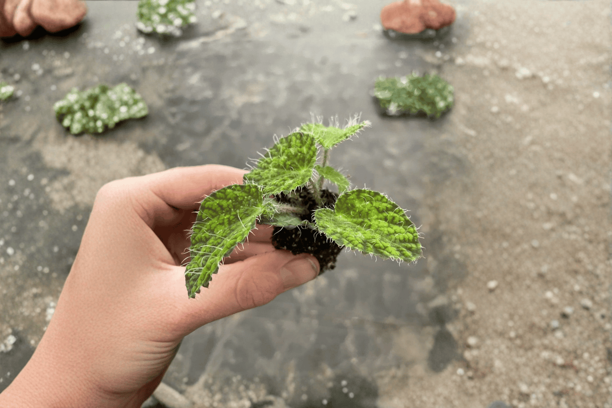 2 Begonia sizemoreae 'Longiciliata' Starter Plants – Bare Root Live Begonias