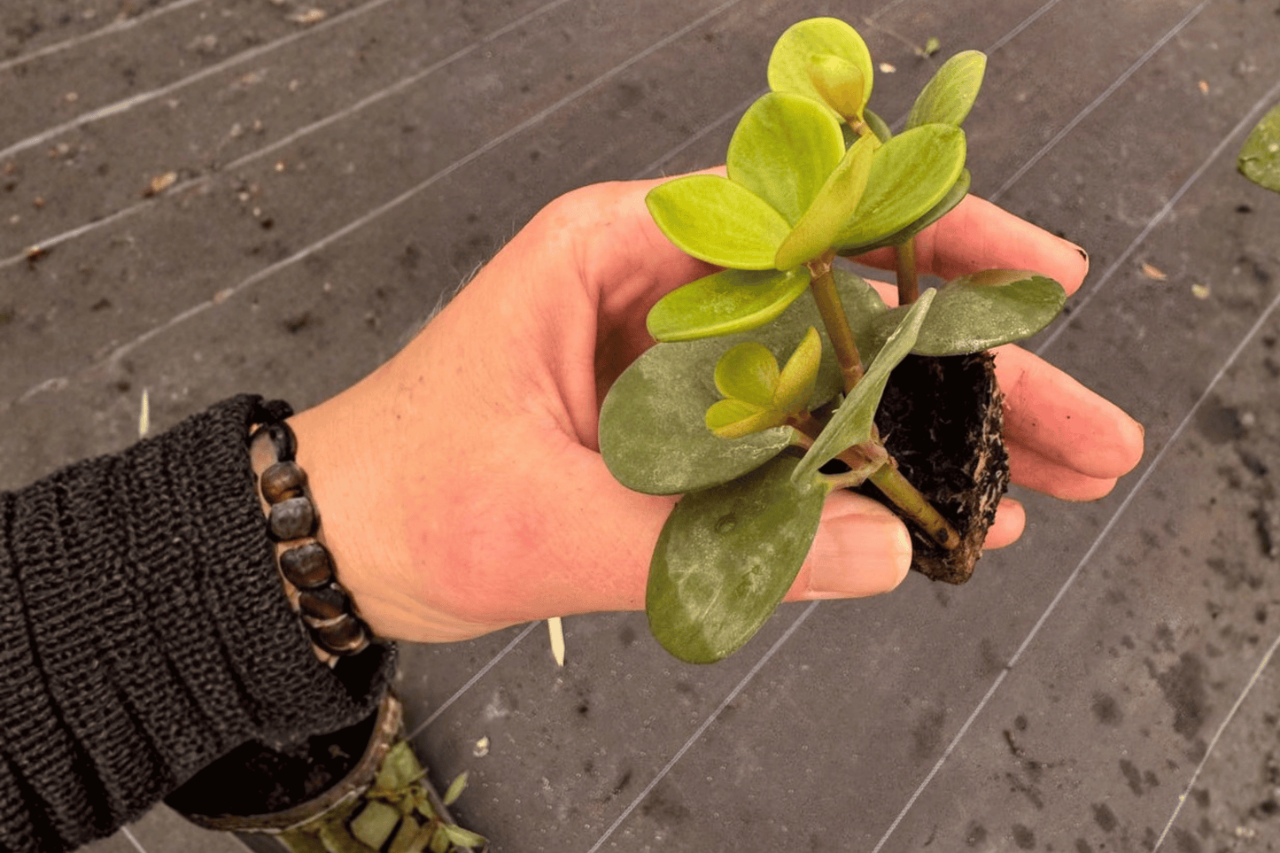 Peperomia Hope 2 Live Starter Plants – 2-Inch Starter Size – Peperomia 'Hope'