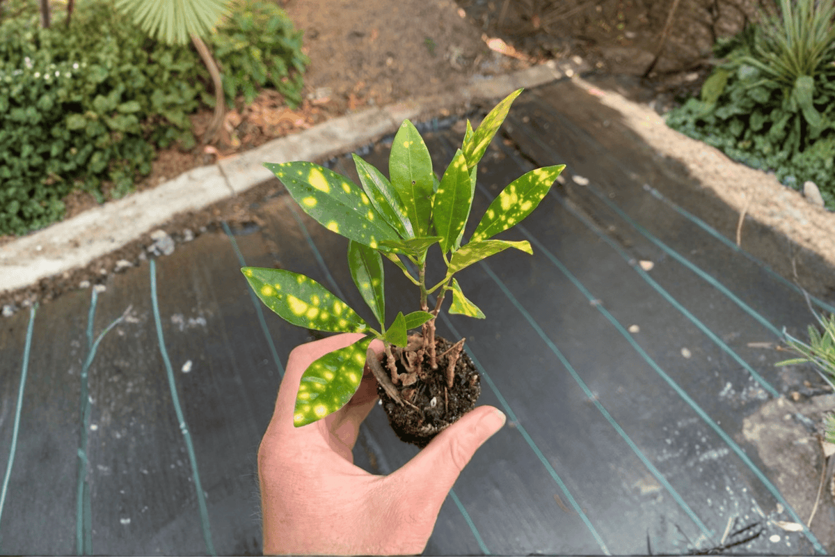 Gold Dust Croton 2 Starter Plants – Codiaeum variegatum Bare Root