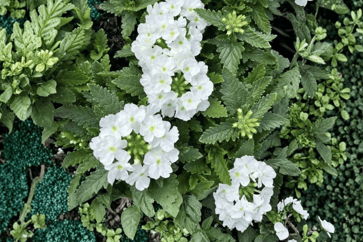 Empress Sun White Verbena Live Plant – 4-Inch Pot – Verbena 'Empress Sun White'