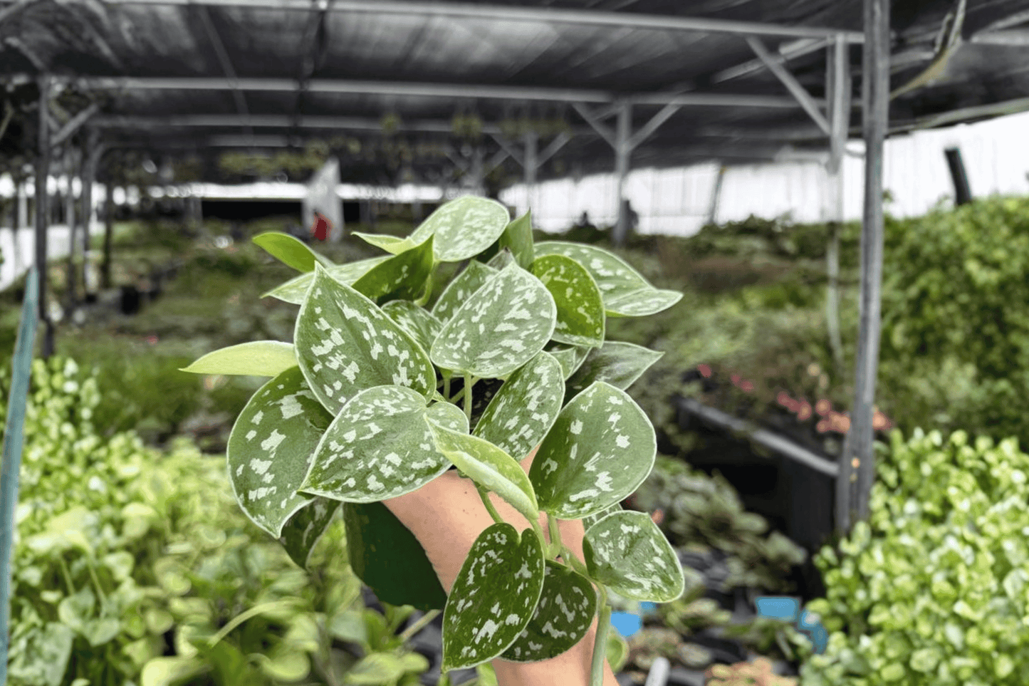 Scindapsus Silvery Ann 2 Exact Live Plants – 4-Inch Pots – Scindapsus pictus 'Silvery Ann'