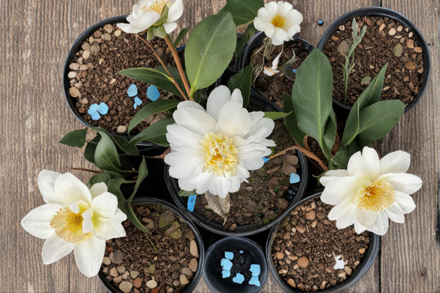 Cold Hardy Camellia ‘Snow Flurry’ 1 Gallon Live Plant – White Hybrid Camellia Zone 6 Evergreen Shrub