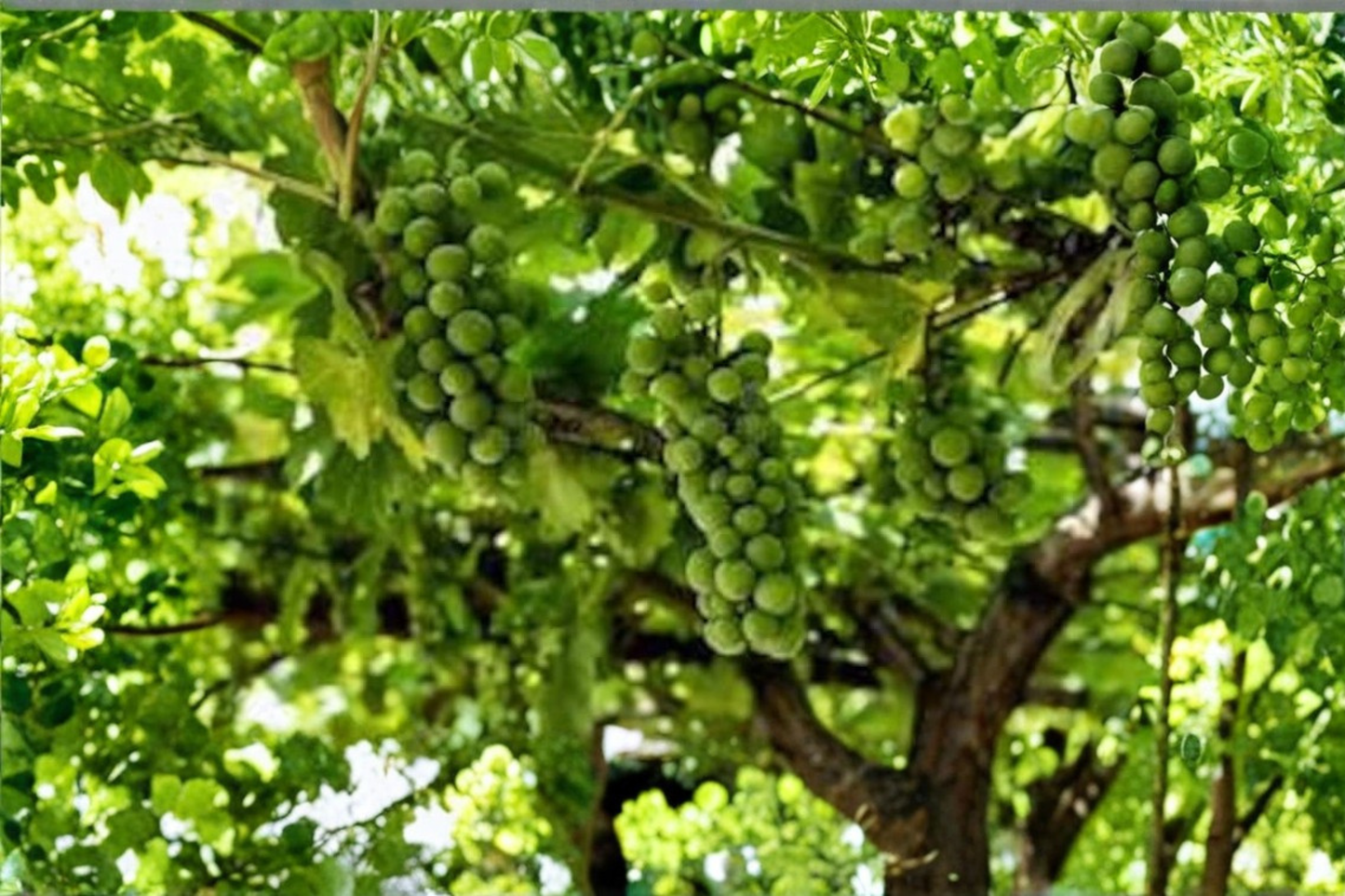 Monastery Muscat Grape Vine Live Plant White Seedless Grape Fruit Vine Sweet Muscat Variety for Garden Trellis and Orchard