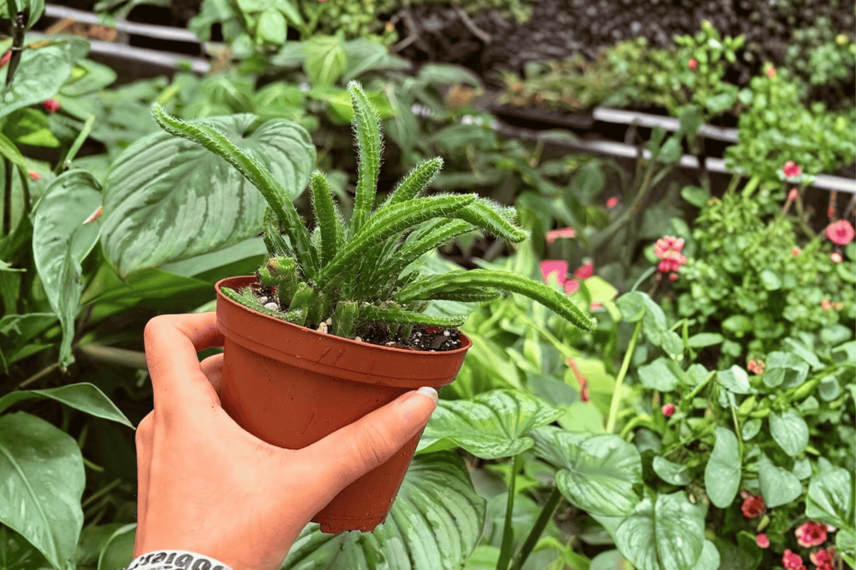 Rhipsalis sulcata – 2 Exact Live Plants in 4” Pots