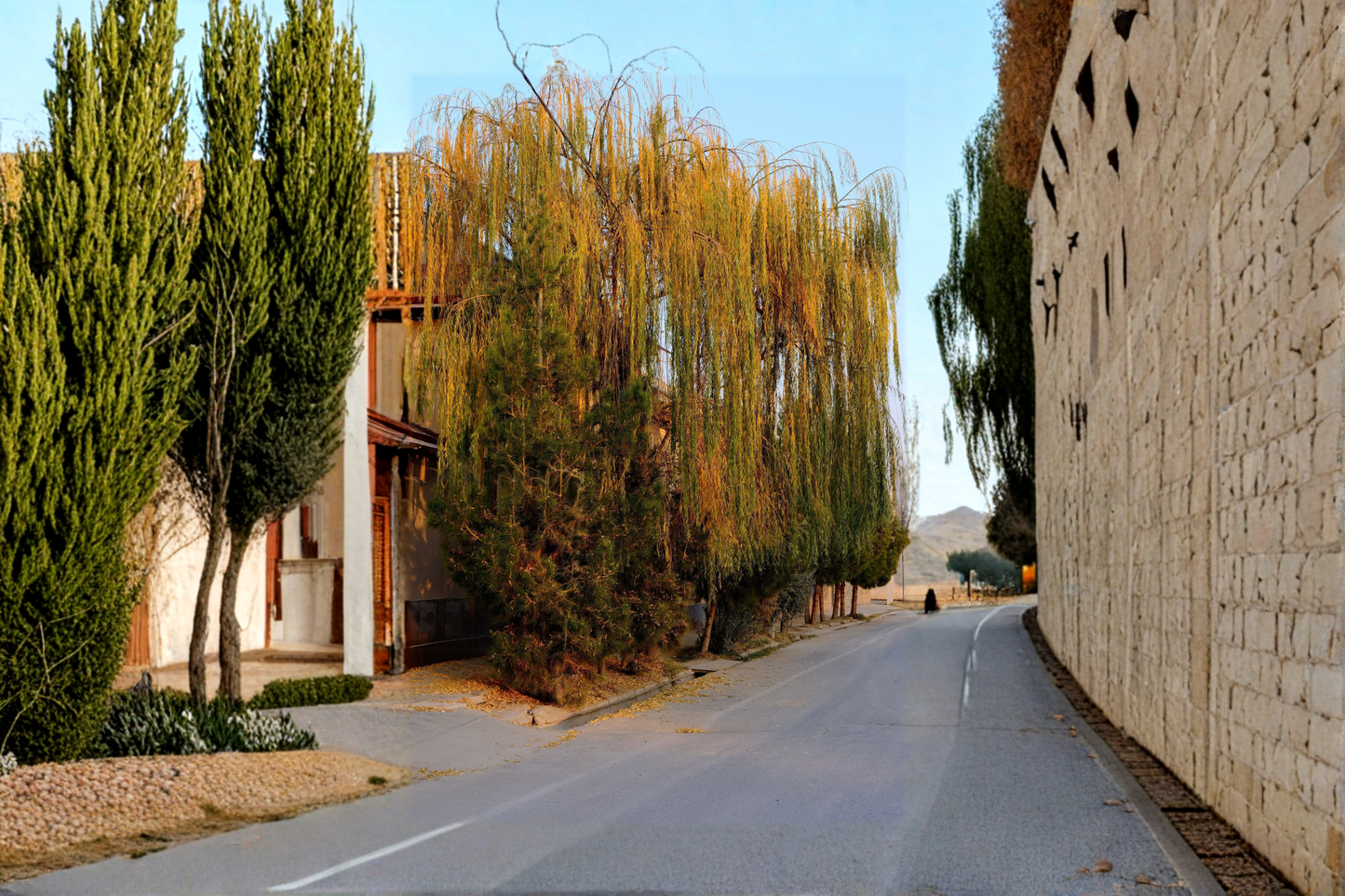 Golden Weeping Willow Tree Live Plant – Ready to Plant – Salix × sepulcralis 'Chrysocoma'