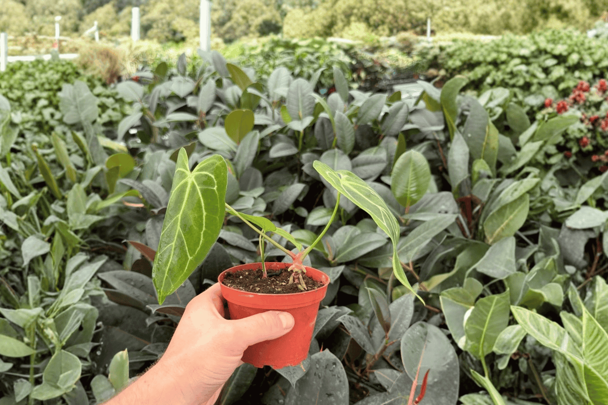 Anthurium Hulk × Carla 2 Exact Live Plants – Anthurium Hybrid 4” Size Bare Root