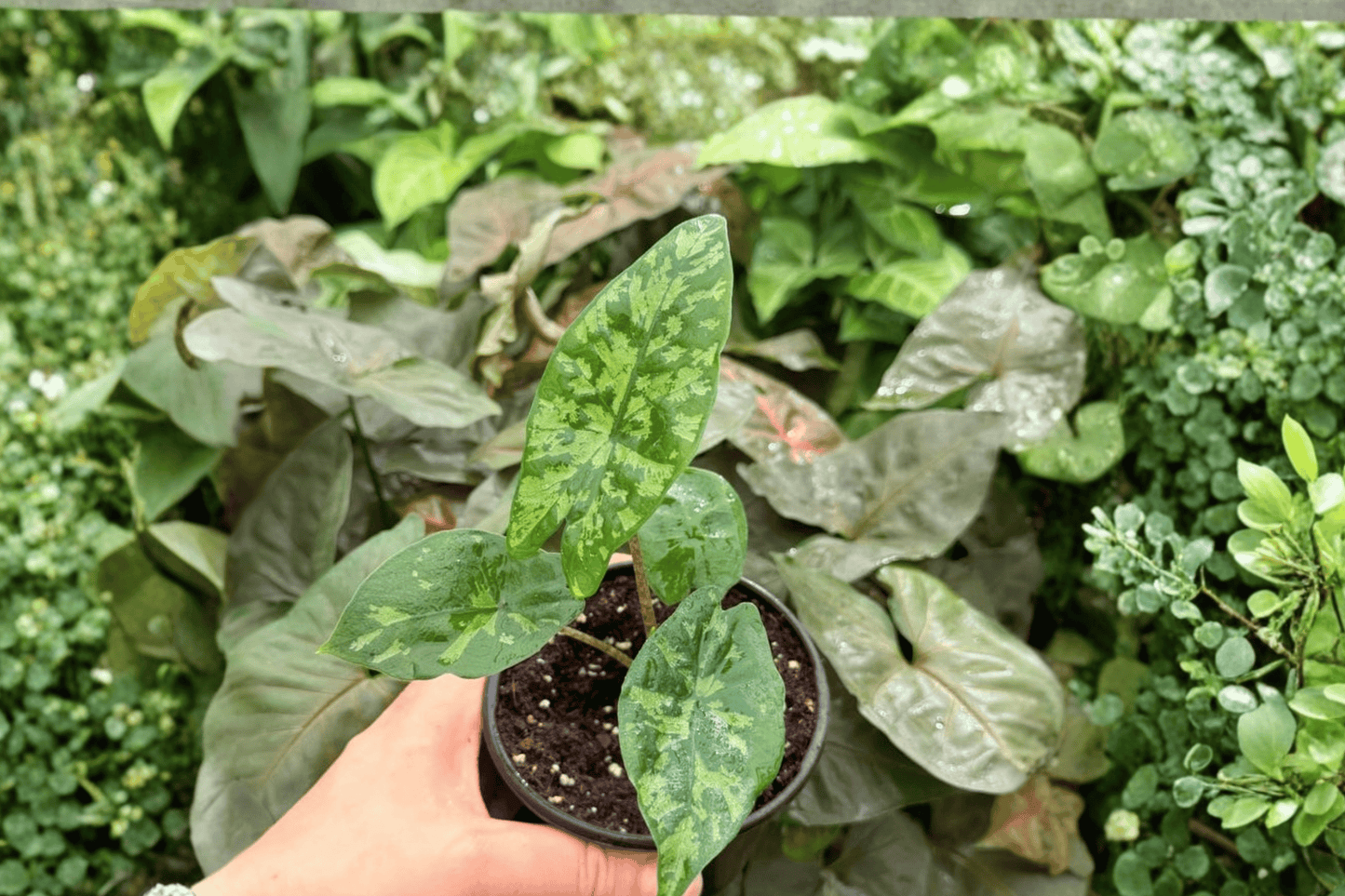 2 Exact Alocasia 'Shattered Glass' Live Plants in 4-Inch Pots