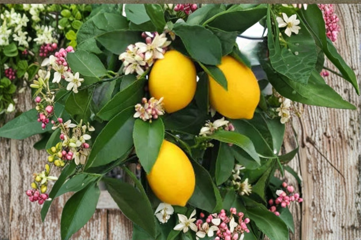 Lemon Tree Seeds Citrus Fruit Plant 5 Seeds for Indoor Pot and Outdoor Garden Growing